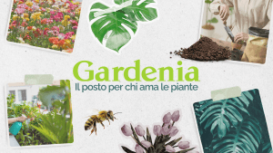 Immagine banner Gardenia