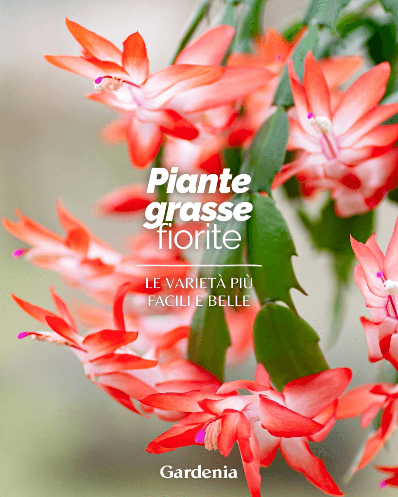 Piante grasse fiorite